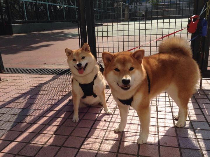 引擎未熄，篮筐如弯道，霍勒迪的午夜接管方程式