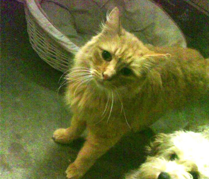 卢卡库关键先生一锤定音,荷兰战术革新终结伊拉克黑马之路