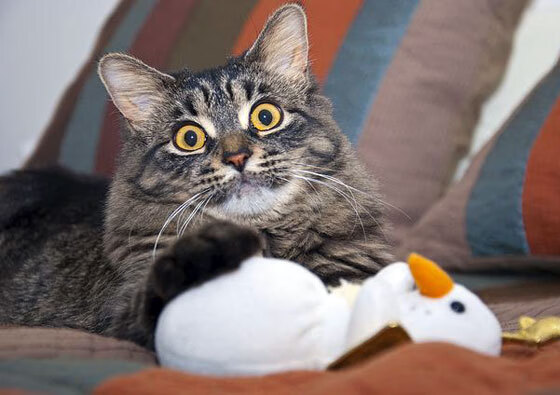 爵士节奏掌控广厦防线,乔治连击得分拉开胜利鸿沟