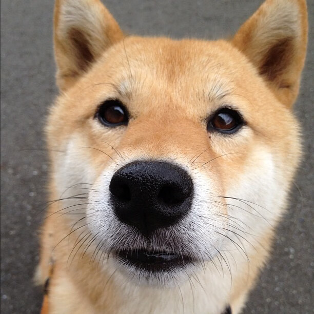 世界排名的战场，爵士踏平上海队，西亚卡姆在更高维度接管比赛