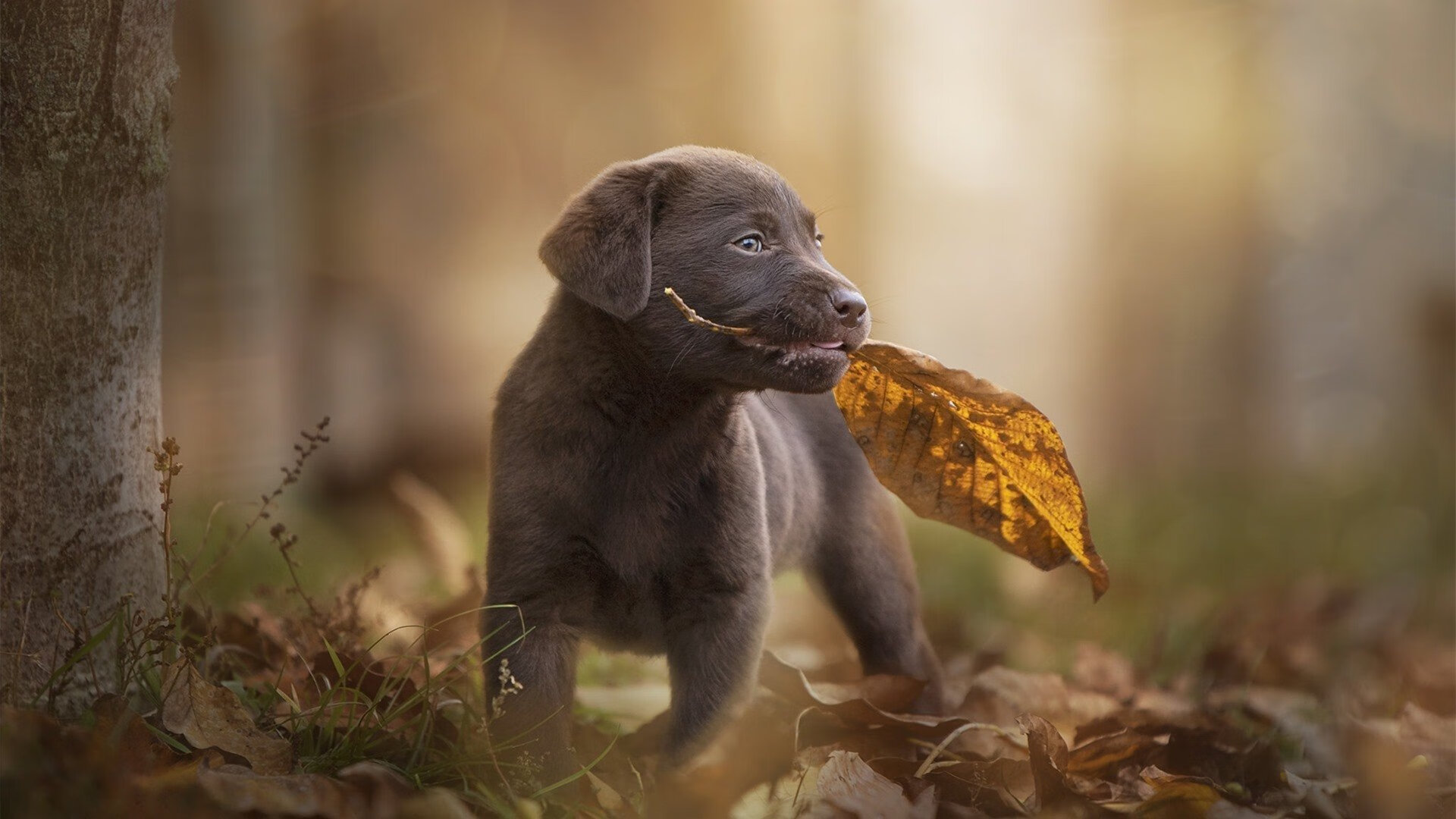 友谊赛的幻象,当塞内加尔终结皇家社会,范戴克在世界排名争夺战中接管比赛