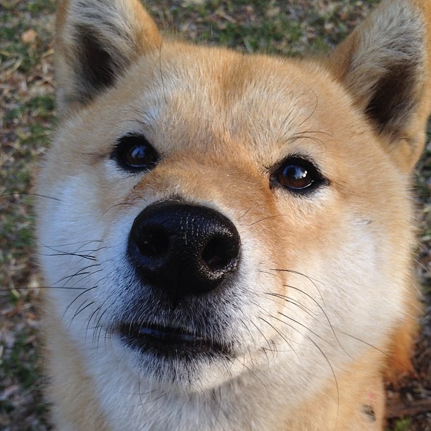 1.沙漠之墙锁死黄色潜水艇,黄金左脚迪巴拉一剑封喉