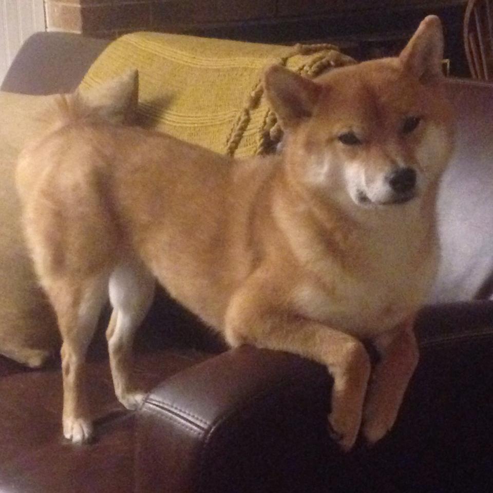 速度与激情的双重奏，F1新赛季揭幕战点燃全球焦点，广厦队巅峰对决力克爵士诠释竞技之魂