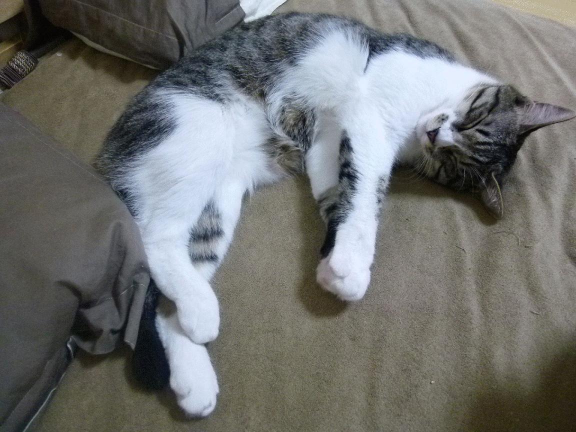 未竟的棋局,托尼的胜负手与克罗地亚的钢铁加时