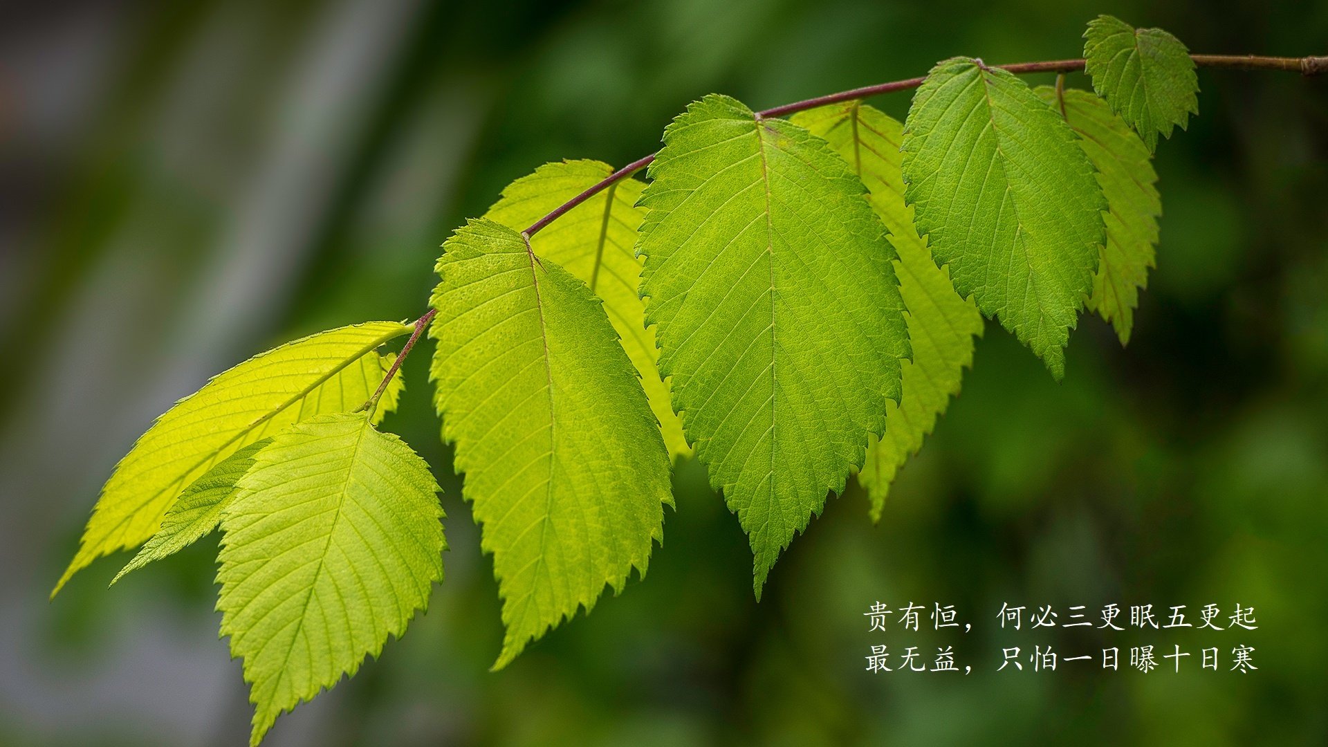 爱德华兹爆发难阻绿军，凯尔特人硬仗击退步行者