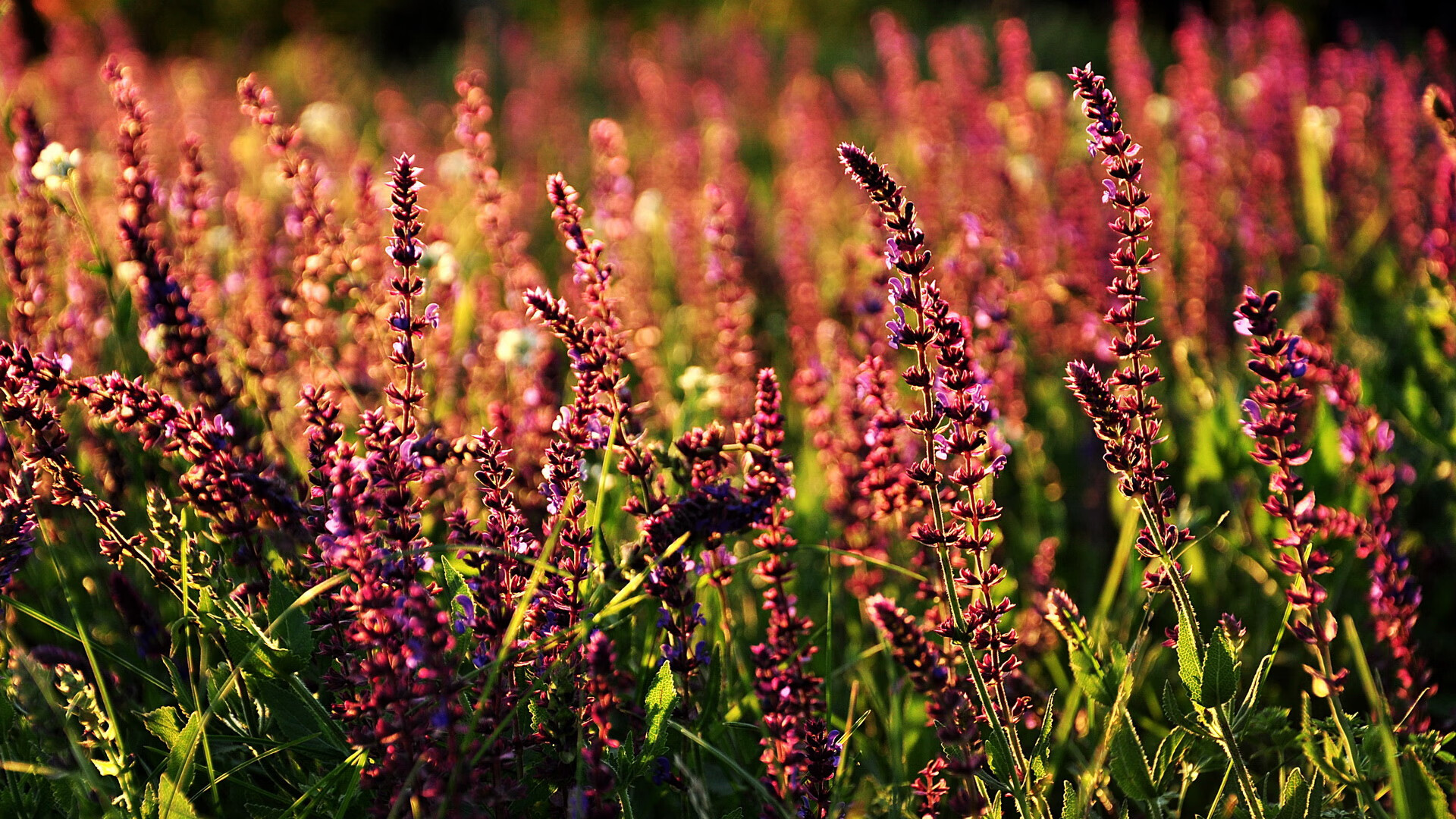 谁是大场面之王？新疆戈壁的风，吹不动霍勒迪的定海神针