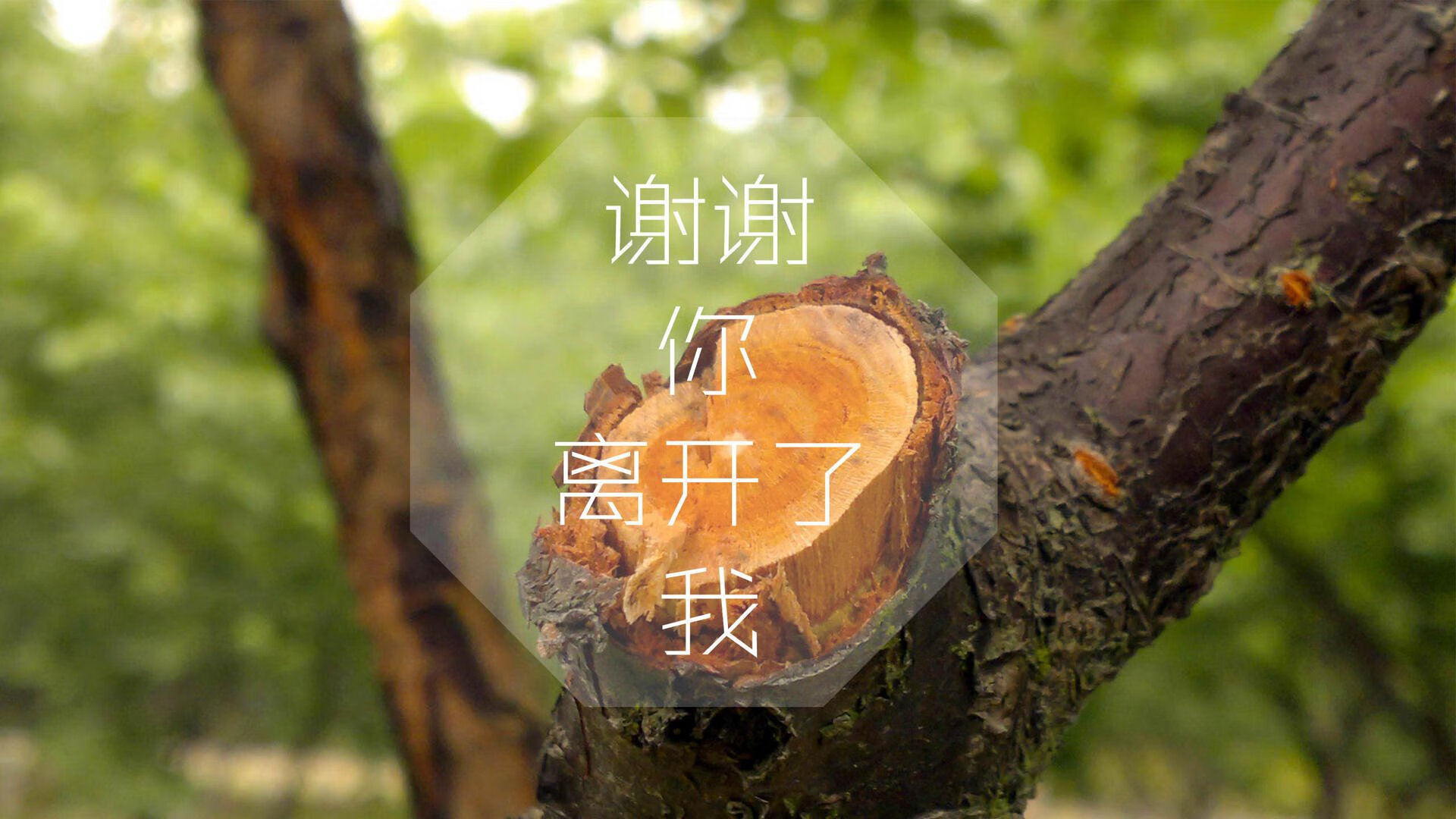 日耳曼战车碾碎于黄金双枪,2026世界杯G组,葡萄牙如何用一场进攻风暴完成历史性碾压,福登的致命一击则是布拉格之春的足球启示录